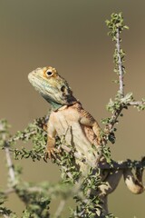Ground Agama (Agama aculeata), male, climbing on low shrub, Kalahari Desert, Kgalagadi Transfrontier Park, South Africa, Africa