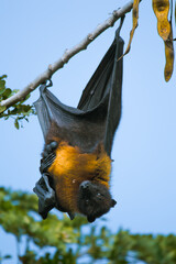 Fruit Bat (Flying Fox)
