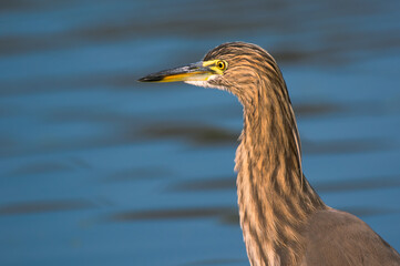 Indian Pond Heron