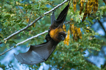 Fruit Bat (Flying Fox)