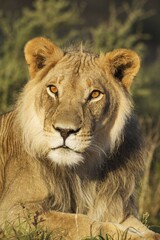 Lion (Panthera leo), male, resting, portrait, Kalahari Desert, Kgalagadi Transfrontier Park, South Africa, Africa