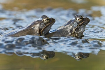 Common frogs (Rana temporaria) spawning, Emsland, Lower Saxony, Germany, Europe