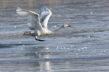 Whooper swan (Cygnus cygnus) from iced water surface flying up, Emsland, Lower Saxony, Germany, Europe