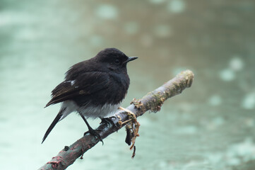Black Phoebe