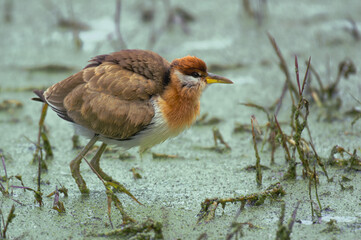 Bronze-winged Jacana