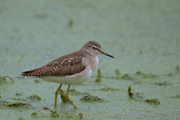 Wood Sandpiper