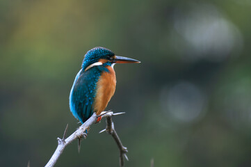 Common Kingfisher