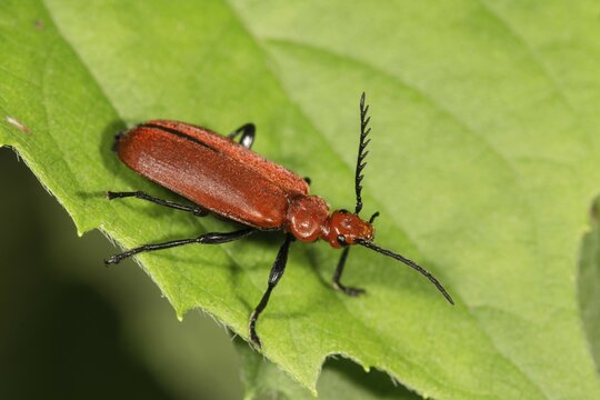 Red-headed Firebug (Pyrochroa serraticornis) on leaf, Baden-W&uuml;rttemberg, Germany, Europe