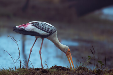 Painted Stork