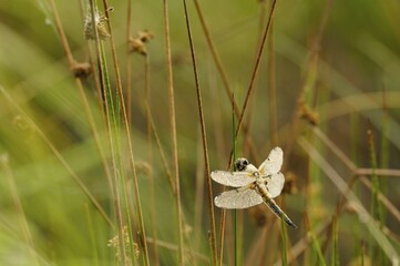 Four-spotted Chaser (Libellula quadrimaculata) covered with dew, North Rhine-Westphalia, Germany, Europe
