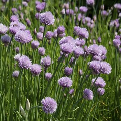 Chive (Allium Schoenoprasum)