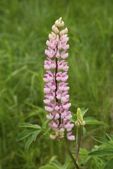 Pink Lupin (Lupinus), Tyrol, Austria, Europe