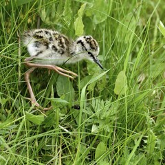 Common redshank (Tringa totanus), chick runs in grass, Texel, West Frisian Islands, North Holland, Netherlands