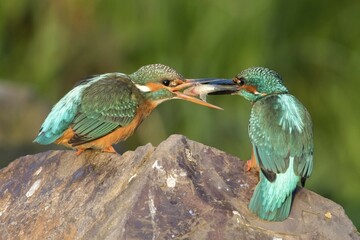 Kingfishers (Alcedo atthis) on stone, mating feeding, couple, male handing over fish to female, Hesse, Germany, Europe
