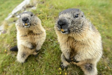 Marmot (Marmota Marmoto), High Tauern National Park, Nationalpark Hohe Tauern, Grossglockner High Alpine Road, Austria, Europe