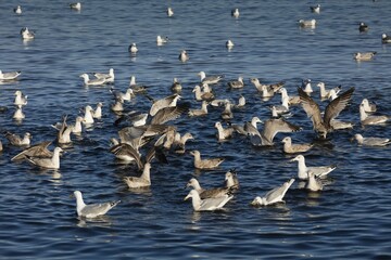 Seagulls (Laridae) in water, Baltic Sea coast, Lübeck Bay, Schleswig-Holstein, Germany, Europe
