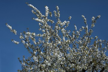 Blossoming branches of a sweet cherry (Prunus avium), blue sky, Bavaria, Germany, Europe