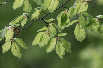 Beech leaves in spring, North Rhine-Westphalia, Germany (Fagus sylvatica)