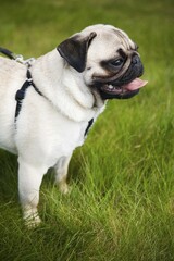 Obraz premium Pug puppy portrait on a meadow