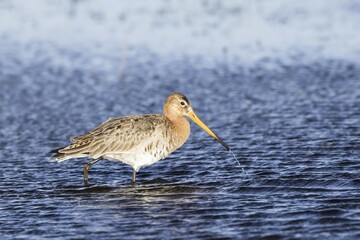 Black-tailed godwit (Limosa limosa), walking through water, Texel, West Frisian Islands, Province of North Holland, Netherlands
