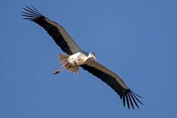 White stork (Ciconia ciconia) flies, Germany, Europe
