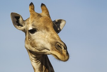 Southern Giraffe (Giraffa giraffa), female, close-up, portrait, Kalahari Desert, Kgalagadi Transfrontier Park, South Africa, Africa © Thomas Dressler/imageBROKER