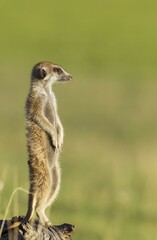 Suricate or meerkat (Suricata suricatta), guard on the lookout, rainy season with green surroundings, Kalahari Desert, Kgalagadi Transfrontier Park, South Africa, Africa