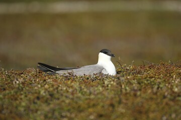 Long-tailed jaeger (Stercorarius longicaudus) breeds on the ground in the tundra, northern Norway, Norway, Europe