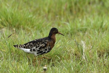Ruff (Philomachus pugnax) runs in Wiese, Texel, North Holland, Netherlands
