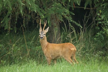 Roebuck (Capreolus capreolus) in red summer coat, Allgaeu, Bavaria, Germany, Europe
