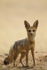 Cape Fox (Vulpes chama), alert at its burrow, Kalahari Desert, Kgalagadi Transfrontier Park, South Africa, Africa