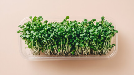 Fototapeta premium A set of fresh, organic microgreens in a clear plastic container, arranged neatly against a warm beige background