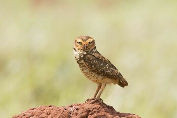 Burrowing Owl (Athene cunicularia), Mato Grosso do Sul, Brazil, South America