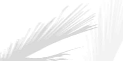 Abstract background of palm leaves or coconut leaves and perspective. Natural pattern, gray shadow. Copy space or empty. For advertisements, business cards, and transparent backgrounds with png.