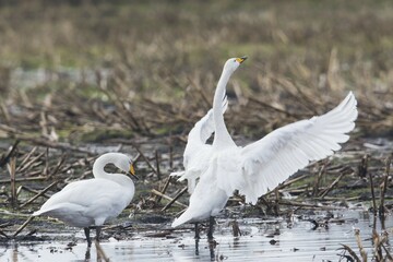 Whooper swans (Cygnus cygnus) on harvested cornfield, Emsland, Lower Saxony, Germany, Europe