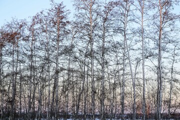 Fototapeta premium Snow-covered row of Common Alder trees (Alnus glutinosa) in the morning, Geldern, North Rhine-Westphalia, Germany, Europe