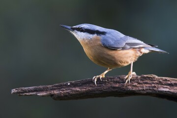 Eurasian nuthatch (Sitta europaea) sits on a branch, Emsland, Lower Saxony, Germany, Europe