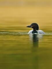 Great Northern Loon (Gavia immer), in summer dress, swimming on a lake, Gelderland, Netherlands