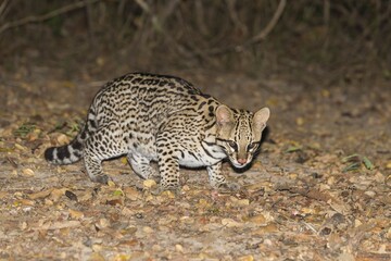 Ocelot (Leopardus pardalis) at night, Pantanal, Mato Grosso, Brazil, South America