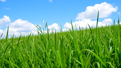 Fototapeta premium Green grass and blue sky with white clouds