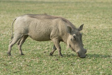 Warthog (Phacochoerus africanus), feeding, Okapuka Ranch, Windhoek district, Namibia, Africa