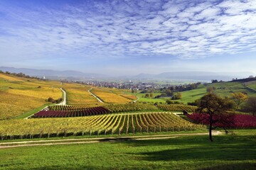 Vineyards in autumn with views of the Klettgau, cirrocumulus clouds in the sky, Oberhallau, Hallau, Klettgau, Canton of Schaffhausen, Switzerland, Europe