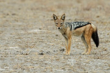 Black-backed jackal (Canis mesomelas), Etosha National Park, Namibia, Africa