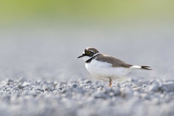 Little ringed plover (Charadrius dubius) on gravel bank, Emsland, Lower Saxony, Germany, Europe