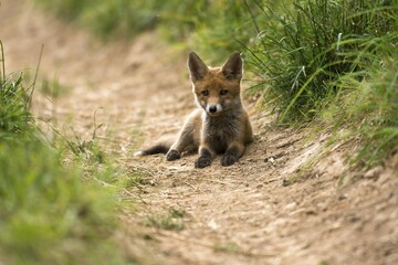 Red Fox (Vulpes vulpes), lying, Young Animal, Puppy, Baden-Württemberg, Germany, Europe