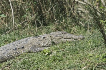 Mugger crocodile or Marsh crocodile (Crocodylus palustris) on riverbank, Chitwan National Park, Nepal, Asia