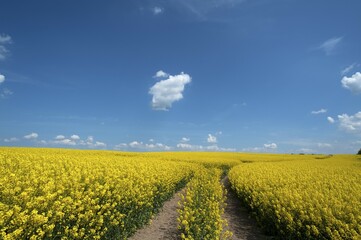 Obraz premium Path through a blooming rapeseed field (Brassica napus), blue sky with small clouds, Mecklenburg-Western Pomerania, Germany, Europe
