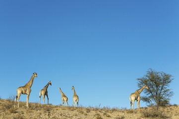 Southern Giraffes (Giraffa giraffa), roaming herd, Kalahari Desert, Kgalagadi Transfrontier Park, South Africa, Africa