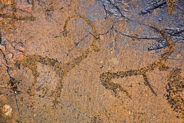 Petroglyphs of Siberian ibex (Capra sibirica), up to 2500 years old, West Karakol Valley, Tien Shan...