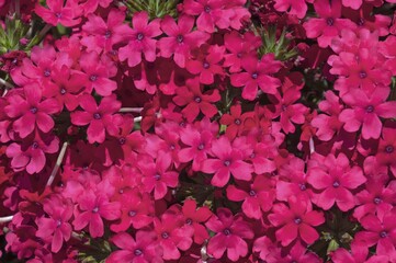 Primrose (Primula × pruhoniciana), pink flowers, Tyrol, Austria, Europe